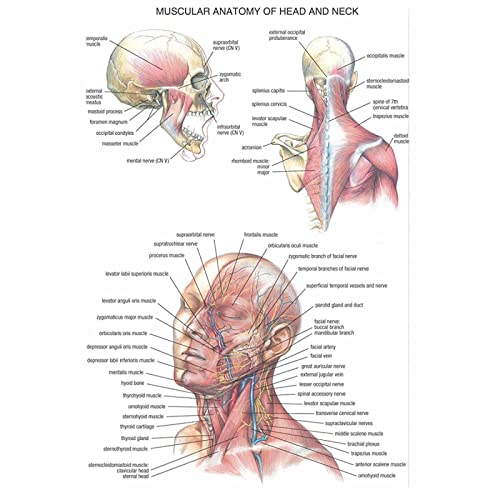 AIVYNA Gesicht Anatomie Poster Muskeln Kopf Hals Medizin Leinwand Malerei Wandkunst Bild Poster Druck BüRo Dekor Rahmenlos von AIVYNA