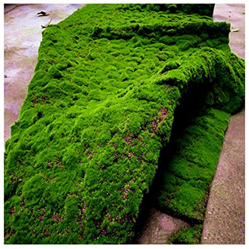 ALFAAL Deko Moos Künstlich Fake Gras Teppich Mini Mikro Landschaft Dekoration Kunstmoos Geeignet für Haus Hof Garten Terrasse (Color : J, Size : 100x100cm) von ALFAAL