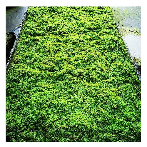 ALFAAL Künstliche Moosmatte Fake Moosmatte Gras Simulation Grünpflanze Moos Deko Büro für Büro Garten Fenster Hochzeit Dekoration (Color : F, Size : 100x100cm/39.37x39.37in) von ALFAAL
