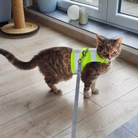 Ausbruchsicher. 2 Meter Lange Leine Für Das Gurtband, Neongelbes Gurtband Und Reflektierende Streifen. Starterset Katze von ALLCATSGOOD