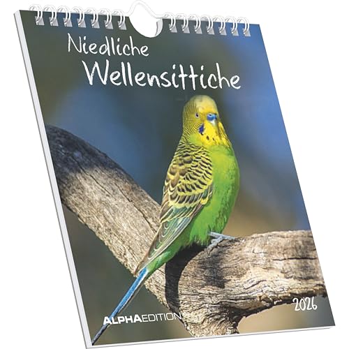 Niedliche Wellensittiche 2026 - Postkartenkalender 16x17 cm - Budgies - zum Aufstellen oder Aufhängen - Monatskalendarium - Gadget - Mitbringsel - Alpha Edition: Verspielte von ALPHA EDITION