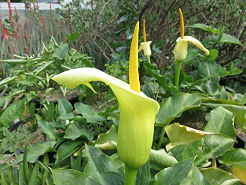 Arum creticum, 1 Blühende Knolle von ALYKE