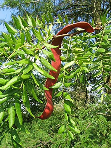 Lederhülsenbau m Saatgut Gleditsia triacanthos Honigheuschrecke 10+ Samen von ALYKE