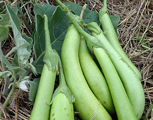 Louisiana Grüne Aubergine, 5 Samen von ALYKE