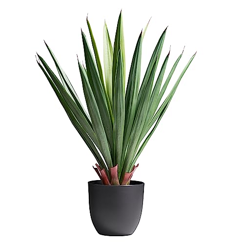 AMARE Dracaena Drachenbaum 70cm grün, im Kunststofftopf 17 x 16 cm, Groß von AMARE