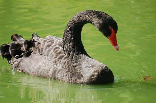 AMBATTERY DIY Knüpfteppich Schwan Tier Knüpfteppich Set Groß Zum Selber Knüpf-Sets Mit Kissen Knüpfen-Set Für Erwachsene 31x63in von AMBATTERY