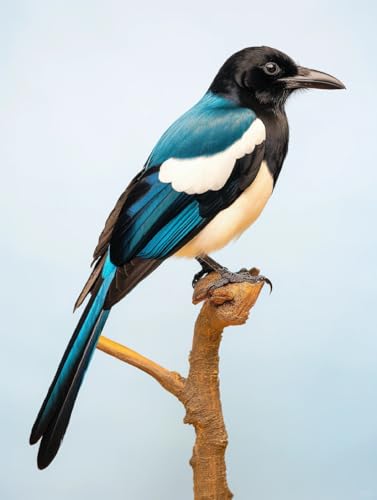 AMBATTERY DIY Knüpfteppich Set Vogel Tier Knüpfen Teppich Set Mit Werkzeug Knüpfsets Latch Hook Kit Für Knüpfpackung Für Home Decor 31x63in AMBATTERY DIY Knüpfteppich Set Vogel Tier Knüpfen Teppich Set Mit Werkzeug Knüpfsets Latch Hook Kit Für Knüpfpackung Für Home Decor 31x63in von AMBATTERY