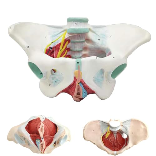 Female Pelvic Floor Model Anatomy Model Pelvic Floor Life-Size Anatomical Pelvic Model Female Skeleton Pelvic Floor Model for Presentation in Classroom Office von AMZCOM