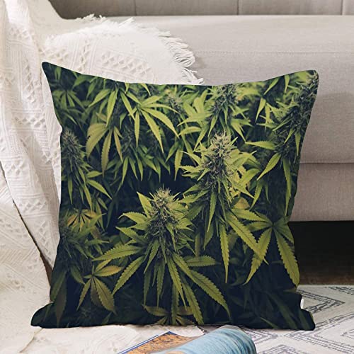 Kissenbezug 45x45 cm,Green Weed Cannabis Bud Marihuana Pflanzen Marihuana Sativa Hanf Indic,Outdoor Kissen Kissenbezüge Kissenhülle Sofa Kissen dekokissen Zierkissen für Wohnzimmer Garten deko draußen von ANNKOOT