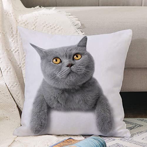 Kissenbezug 45x45 cm,Studio Grey Kitten Cat White Breed Britisch Kurzhaar Grau Entzückend,Outdoor Kissen Kissenbezüge Kissenhülle Sofa Kissen dekokissen Zierkissen für Wohnzimmer Garten deko draußen von ANNKOOT