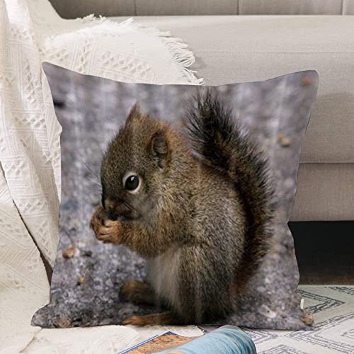 Kissenbezug 45x45 cm,Tiere Schöne Eichhörnchen Essen Tannenzapfen,Outdoor Kissen Kissenbezüge Kissenhülle Sofa Kissen dekokissen Zierkissen für Wohnzimmer Garten deko draußen von ANNKOOT