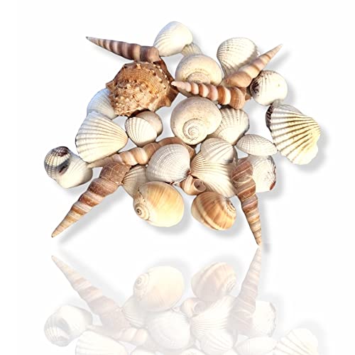Antevia Deko-Muscheln für Aquarien, 250 g, über 10 Modi, Muscheln oder Aquarium, Farbe: Beige und Weiß (Shells L1) von ANTEVIA Matériaux