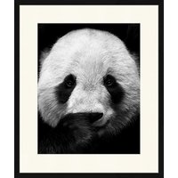 ANY IMAGE Digitaldruck »Pandabär«, Rahmen: Buchenholz, Schwarz von ANY IMAGE