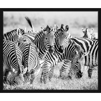 ANY IMAGE Digitaldruck »Zebras«, Rahmen: Buchenholz, Schwarz von ANY IMAGE