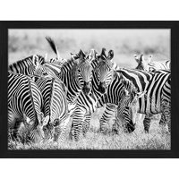 ANY IMAGE Digitaldruck »Zebras«, Rahmen: Buchenholz, Schwarz von ANY IMAGE