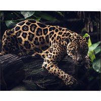 ANY IMAGE Kunstdruck »Jaguar«, mehrfarbig, Alu-Dibond - bunt von ANY IMAGE