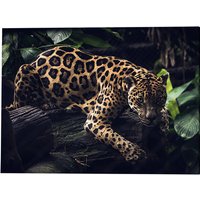 ANY IMAGE Kunstdruck »Jaguar«, mehrfarbig, Alu-Dibond - bunt von ANY IMAGE