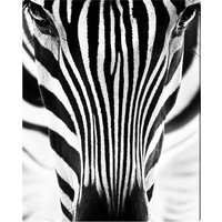 ANY IMAGE Kunstdruck »Zebra I«, mehrfarbig, Alu-Dibond - bunt von ANY IMAGE