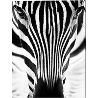 ANY IMAGE Kunstdruck »Zebra I«, mehrfarbig, Alu-Dibond - bunt von ANY IMAGE