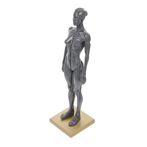 AOKWAWALIY Knochen Anatomie Mannequin Werkzeug Modell Zum Lernen Menschlicher Frauenmuskeln Muskelstrukturmodell Für Frauen Muskelmodell Kunstmodell Figur Skulptur Harz Menschlicher Körper von AOKWAWALIY
