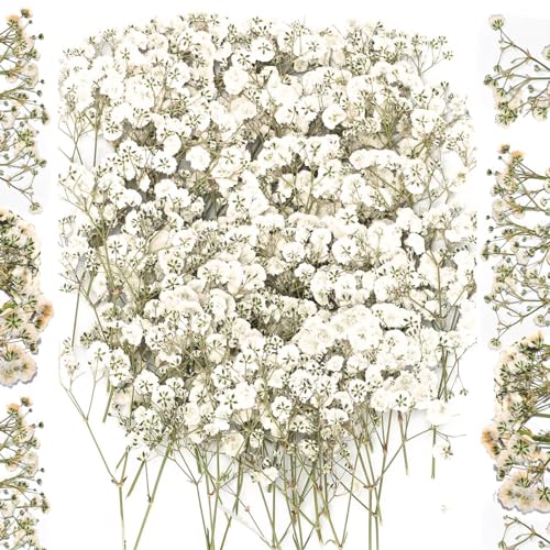 APICORT 100 Stück Getrocknete Blumen Trockenblumen Klein Baby’s Breath Blumen Echte Natur, Weiß und Zart, für DIY Kerze Harz Schmuck Nagel Kunst Basteln von APICORT