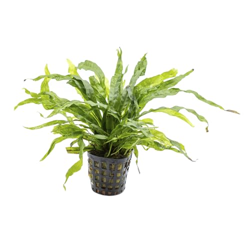 1 Topf Javafarn, Microsorium pteropus, Wasserpflanze für Aquarium zum Aufbinden auf Wurzel oder Steine, anspruchslos von AQ4Aquaristik