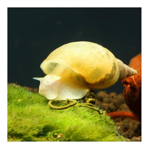 3 x Spitzschlammschnecke, Aquariumschnecke Lymnaea stagnalis, kleinbleibend, sehr aktiv, pflegeleicht, Algenfresser von AQ4Aquaristik