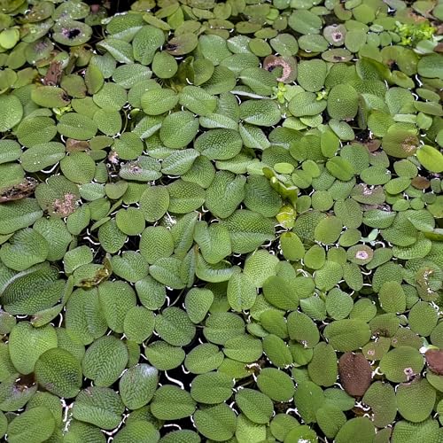 1 Portion Kleiner Schwimmfarn, Büschelfarn, Salvinia natans, Schwimmpflanze für Urzeitkrebs Becken, Teich und Aquarium, schnellwüchsig mit niedlichen Blättern von AQ4Aquaristik
