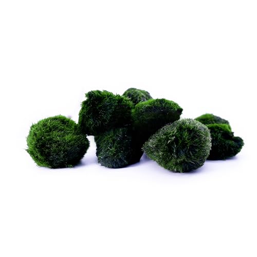 Aquarium Mooskugel 10er Set | natürlicher Wasserfilter | Marimo Mossball Aegagrophila linnaei | Größe ca. 3cm von AQUAGEAR