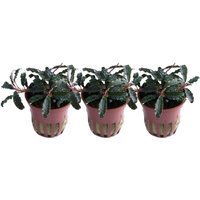 Aquarium Pflanze 3 Stück Bucephalandra 'Kedagang' Wasserpflanze Tropica Topf Nr.139B Set von AQUARISTIKWELT24