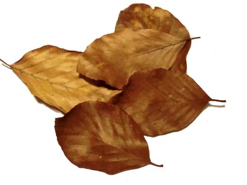 Aquarium Rio Buchenlaub natürliches Garnelenfutter 25 Blätter Aquarium Rio Buchenlaub natürliches Garnelenfutter 25 Blätter von Aquarium Rio