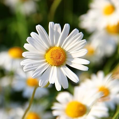 Wiesen-Margeritensamen 10g - Weiße Wiesenmargerite als Blumenwiese - Bienenfreundliche Blume - Blumensaatgut für Wiese - Made in EU von ARPON