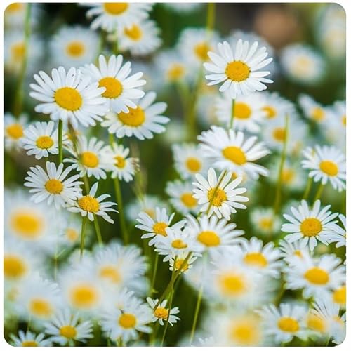 Wiesen-Margeritensamen 10g - Weiße Wiesenmargerite als Blumenwiese - Bienenfreundliche Blume - Blumensaatgut für Wiese - Made in EU von ARPON
