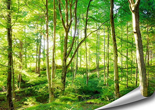ARTBAY EIN von Sonnenlicht durchfluteter Wald - Poster XXL - 118,8 x 84 cm | Natur Poster | Premium Qualität von ARTBAY