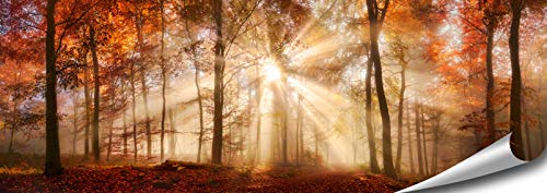 ARTBAY Wald Poster HD XXL - Panorama Kunstdruck - 118,8 x 42 cm | Goldener Herbst | Sonne | Natur Bilder | Premium Qualität von ARTBAY