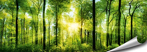 ARTBAY Wald Poster XXL, Panorama Kunstdruck - 118,8 x 42 cm, von Sonne durchfluteter, Zauberhafter, heimischer Wald | Wandposter, Fotoposter, Wandgestaltung | Natur Poster | Premium Qualität von ARTBAY