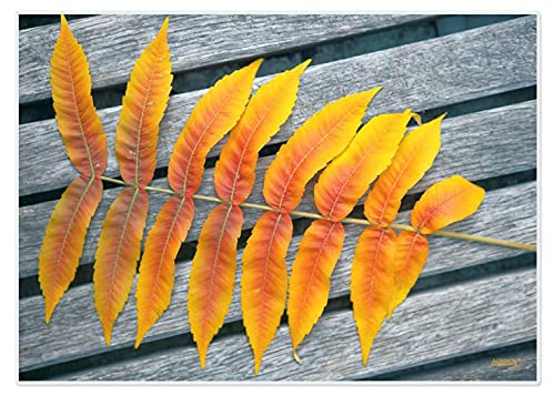 Artipics Tischsets Herbstkontrast Platzsets Abwaschbar Kunststoff 4 Stück von ARTIPICS Tischkunst