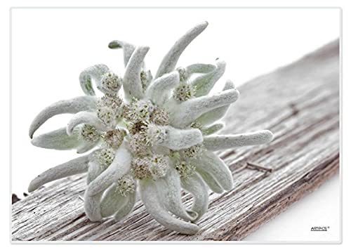 Artipics Tischsets Edelweiss Platzsets Abwaschbar Kunststoff 4 Stück von ARTIPICS Tischkunst