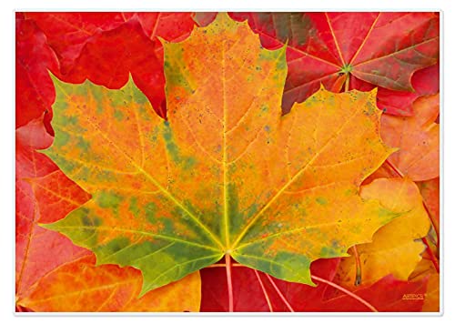 Artipics Tischsets Indian Summer Platzsets Abwaschbar Aus Kunststoff 4 Stück von ARTIPICS Tischkunst