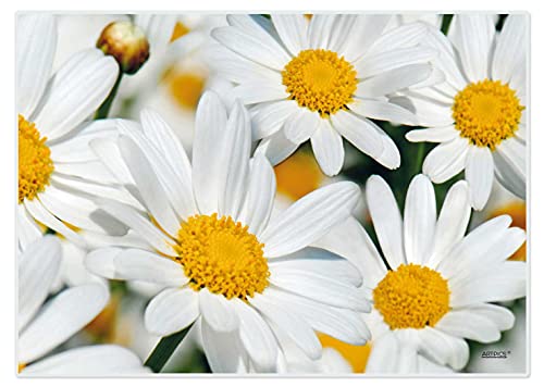 Artipics Platzsets White Daisies Tischsets abwaschbar aus Kunststoff 4 Stück von ARTIPICS Tischkunst