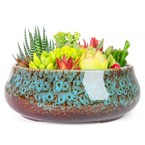 ARTKETTY Sukkulententententöpfe – 19,1 cm große Bonsai-Töpfe aus Keramik mit Drainage, große, flache Sukkulenten-Übertöpfe für Zimmerpflanzen, runde glasierte Kaktusblüten, Pflanzbehälter, Schüssel ARTKETTY Sukkulententententöpfe – 19,1 cm große Bonsai-Töpfe aus Keramik mit Drainage, große, flache Sukkulenten-Übertöpfe für Zimmerpflanzen, runde glasierte Kaktusblüten, Pflanzbehälter, Schüssel von ARTKETTY