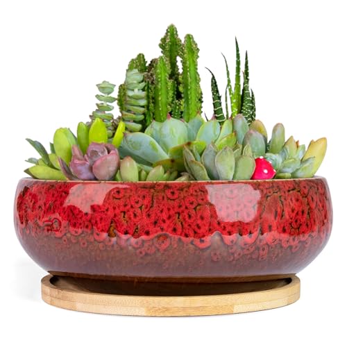 ARTKETTY Sukkulententententöpfe – 19,1 cm großer Blumentopf mit Bambus-Tablett, flache Bonsai-Töpfe mit Drainage, Keramik-Pflanzgefäß für Zimmerpflanzen, Kakteen, Heimbüro-Schreibtischdekoration ARTKETTY Sukkulententententöpfe – 19,1 cm großer Blumentopf mit Bambus-Tablett, flache Bonsai-Töpfe mit Drainage, Keramik-Pflanzgefäß für Zimmerpflanzen, Kakteen, Heimbüro-Schreibtischdekoration von ARTKETTY