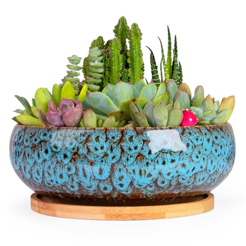 ARTKETTY Sukkulententententöpfe – 19,1 cm großer Blumentopf mit Bambus-Tablett, flache Bonsai-Töpfe mit Drainage, Keramik-Pflanzgefäß für Zimmerpflanzen, Kakteen, Heimbüro-Schreibtischdekoration ARTKETTY Sukkulententententöpfe – 19,1 cm großer Blumentopf mit Bambus-Tablett, flache Bonsai-Töpfe mit Drainage, Keramik-Pflanzgefäß für Zimmerpflanzen, Kakteen, Heimbüro-Schreibtischdekoration von ARTKETTY
