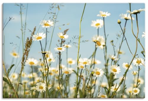 ARTLAND Wanddeko Leinwand Bilder Wandbild 120x80 cm Pflanzen Blumenbilder Margeriten Blüte Natur Sommer Himmel U1ZZ von ARTLAND