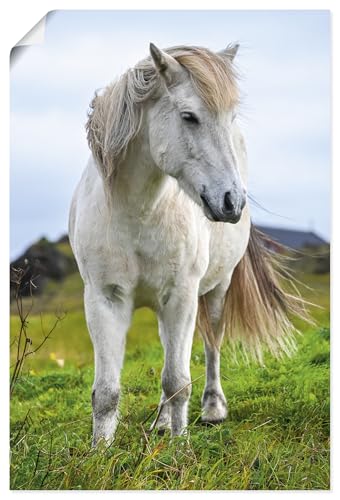 ARTLAND Wanddeko Poster & Kunstdrucke Wandposter 40x60 cm Natur Pferde Weißes Islandpferd Pony U5LO von ARTLAND