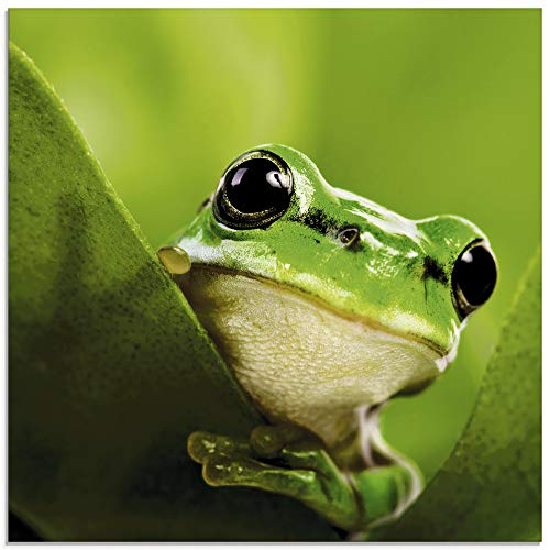 ARTland Glasbilder Wandbild Glas Bild einteilig 20x20 cm Quadratisch Natur Tiere Frosch Gesicht Laubfrosch Porträt Grün T5VH von ARTLAND