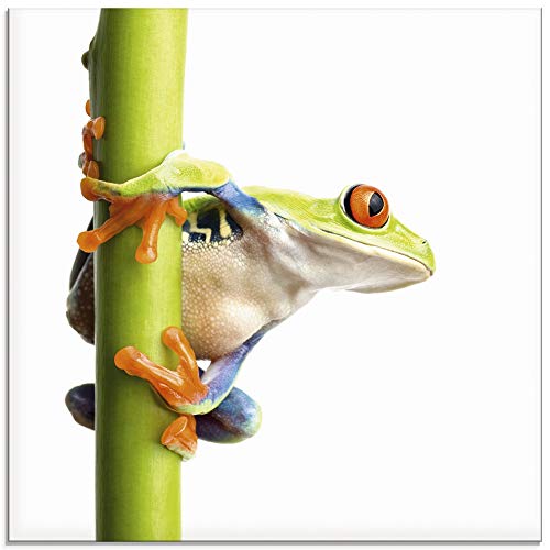 ARTland Glasbilder Wandbild Glas Bild einteilig 20x20 cm Quadratisch Natur Tiere Frosch Laubfrosch Pflanze mit weißem Hintergrund T5WZ von ARTLAND