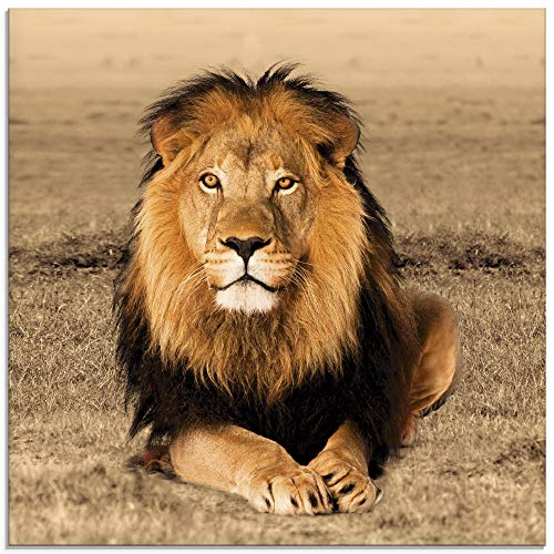 ARTland Glasbilder Wandbild Glas Bild einteilig 30 x 30 cm Quadratisch Afrika Safari Tiere Löwe Savanne Natur Porträt T5RJ von ARTLAND