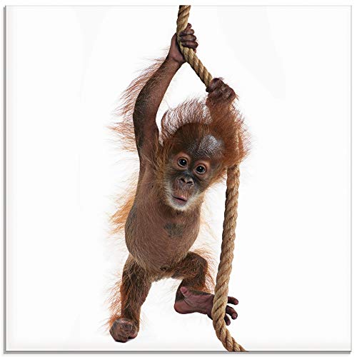ARTland Wanddeko Glasbilder Wandbild Glas Bild einteilig Quadratisch Asien Tiere AFFE Baby Orang Utan Sumatra Seil auf weißem Hintergrund T5RI von ARTLAND