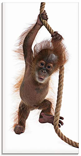 ARTland Wanddeko Glasbilder Wandbild Glas Bild einteilig 30x60 cm Hochformat Asien Tiere AFFE Baby Orang Utan Sumatra Seil auf weißem Hintergrund T5RI von ARTLAND